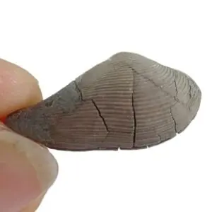 Nuculana bellistriata