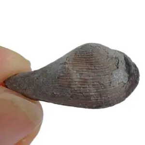 Nuculana bellistriata  VENDIDO