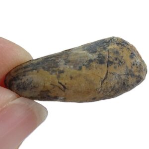 Promytilus annosus  VENDIDO