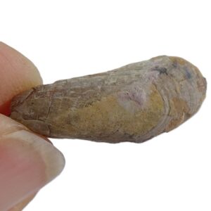 Promytilus annosus VENDIDO