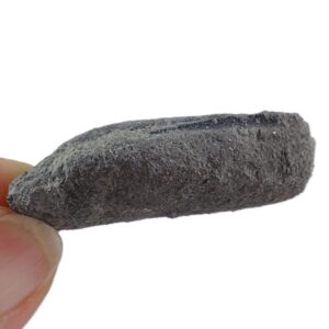 Cymatonota typicalis