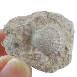 Fasciculiconcha providencesis