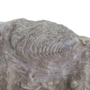 Pterinea brisa  VENDIDO