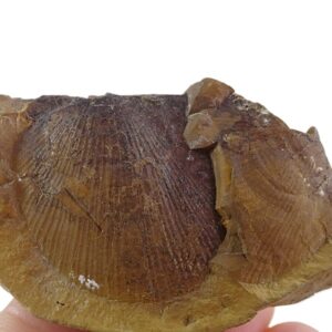 Pterinopecten (Dunbarella) rectilaterarius  VENDIDO