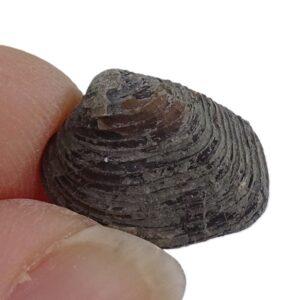 Astartella newberryi