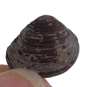 Astartella newberryi VENDIDO