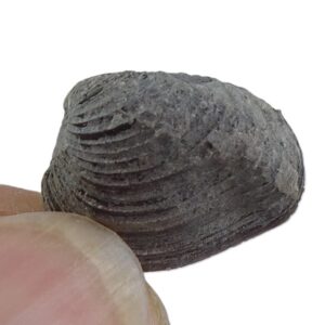 Astartella newberryi  VENDIDO