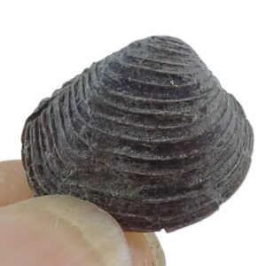 Astartella newberryi