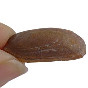 Promytilus annosus  VENDIDO