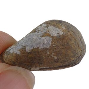 Nuculana bellistriata