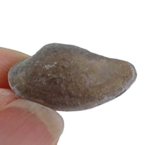 Nuculana bellistriata