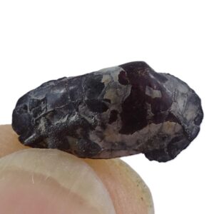 Palaeoneilo taffiana