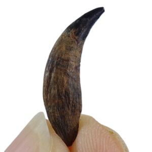 Procyon lotor  VENDIDO