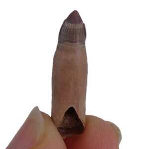 Alligator mississippiensis