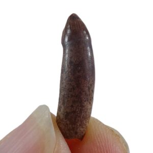 Alligator mississippiensis