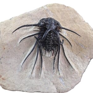 Dicranurus monstrosus