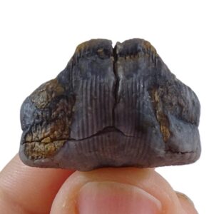 Nucinulus orbignyanus crassicostatus