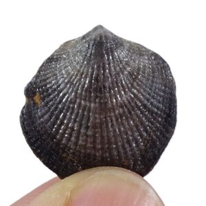 Atrypa confusa