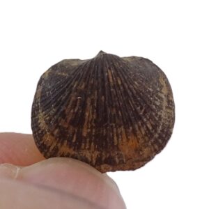 Aulacella eifeliensis