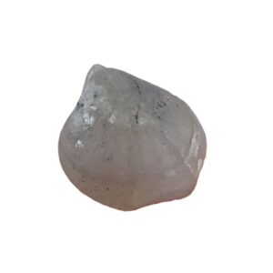 Nucleospira pisiformis