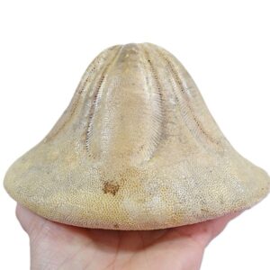Clypeaster brevior