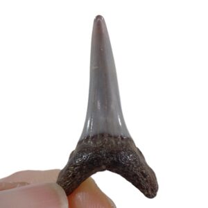 Carcharias acutissima