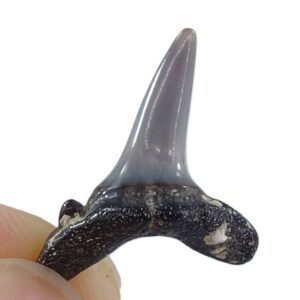 Carcharias acutissima