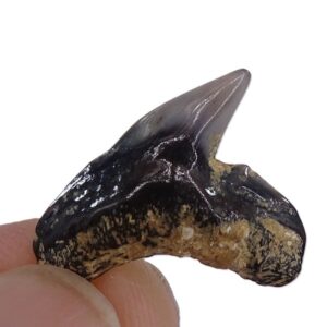 Carcharias acutissima