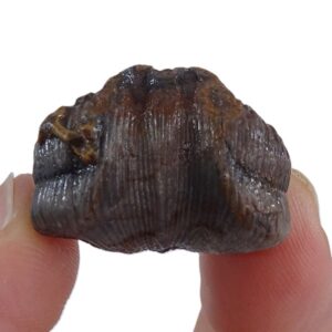 Nucinulus orbignyanus crassicostatus
