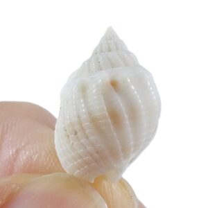 Nassarius obvelatus