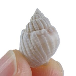 Nassarius obvelatus