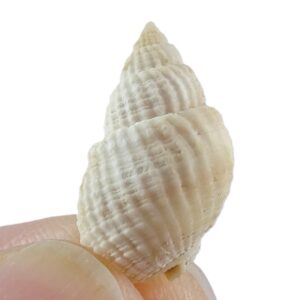 Nassarius fenistratus