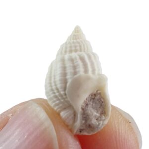 Nassarius fenistratus