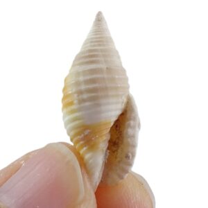 Mitra rueppeli