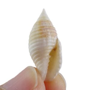 Mitra rueppeli
