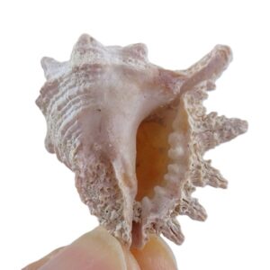 Vasun turbinellus