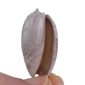Oliva bulbosa
