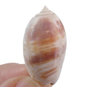 Oliva bulbosa