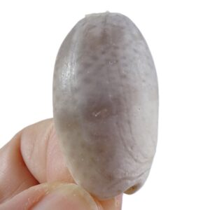 Oliva bulbosa