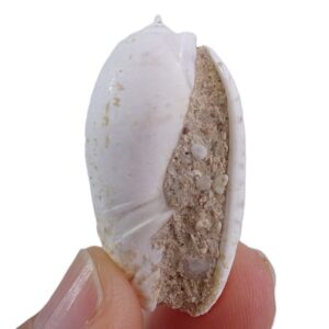 Oliva bulbosa