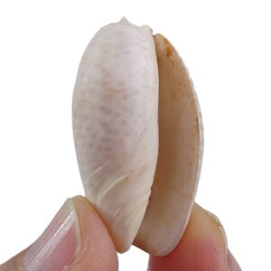 Oliva bulbosa
