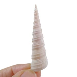 Archimediella maculata
