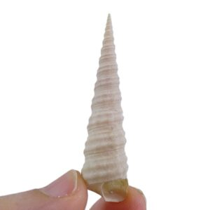 Archimediella maculata