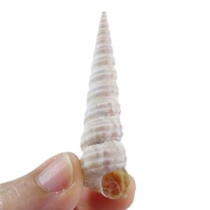 Archimediella maculata