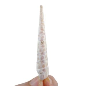 Terebra consobrina