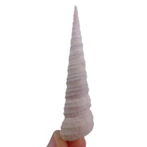 Archimediella maculata