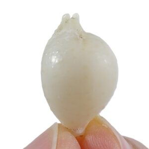 Pustularia cicercula