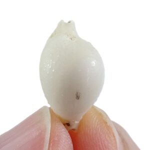 Pustularia cicercula