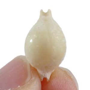 Pustularia cicercula