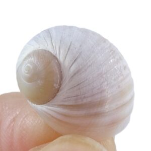Naticarius onca